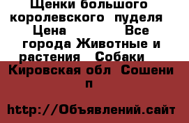 Щенки большого (королевского) пуделя › Цена ­ 25 000 - Все города Животные и растения » Собаки   . Кировская обл.,Сошени п.